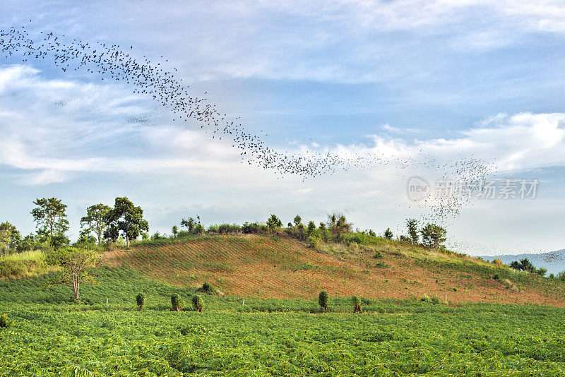 泰国Khao Yai国家公园的蝙蝠迁徙景观